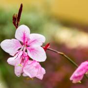 Gaura