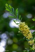 Mimosa des quatre saisons