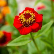 Zinnias