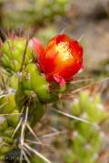 Fleur de cactus (Pérou)