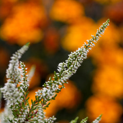 Bruyère sur fond d'oeillets d'inde