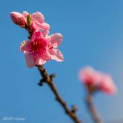 Brugnonier, le jour du printemps