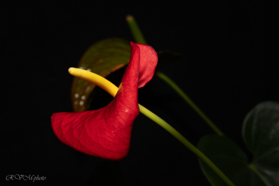 Anthurium