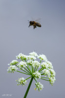 La cigüe et l'abeille