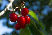 Cerises du jardin