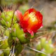Fleur de cactus (Pérou)