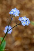 Myosotis