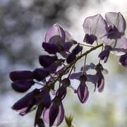 Glycine de Chine