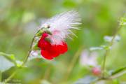 La plume et le géranium