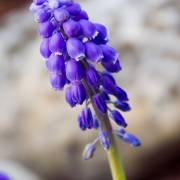 Muscari