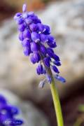 Muscari