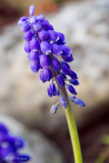 Muscari