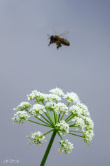 La cigüe et l'abeille