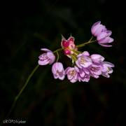 Ail à fleur de narcisse