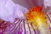 L'iris et la goutte de pluie