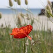 Coquelicot en bord de mer