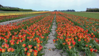 Champs de tulipe