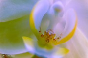 Coeur d'orchidée