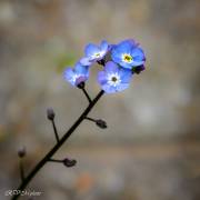 Myosotis