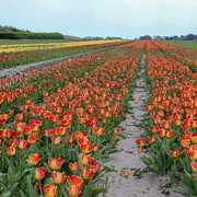 Champs de tulipe
