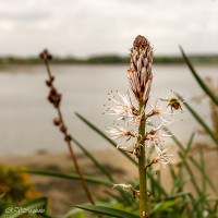 L'orchidée sauvage et le bourdon