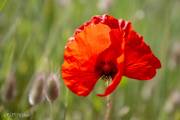 Gentil coquelicot