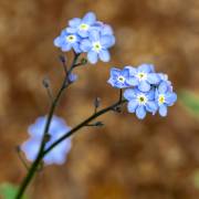 Myosotis