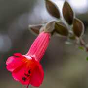 Cantuta ou fleur de l'Inca (Pérou)