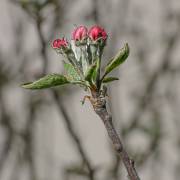 Fleur de pommier