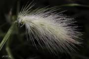 Pennisetum sous la rosée