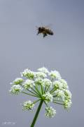 La cigüe et l'abeille