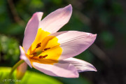 Tulipe