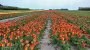 Champs de tulipe