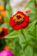 Zinnias