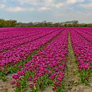 Champs de tulipe