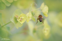 Butinage de l'abeille