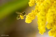 Abeille sur une fleur de palmier