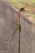 Libellules sympetrum rouges