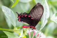 Le Parides photinus