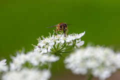 Abeille au travail