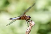 Libellule Sympetrum