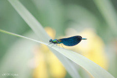 Demoiselle au repos