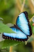 Le morpho bleu