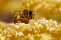 Abeille butinant une fleur de palmier