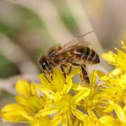 Abeille au travail