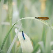 Insectes, papillons