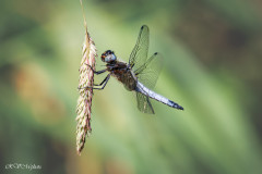 Libellule Sympetrum
