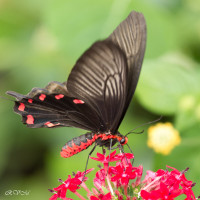 Le Parides photinus