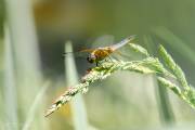 Libellule Sympetrum