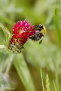 Bourdon sur une fleur de trèfle